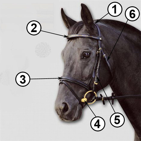 Амуниция для лошадей: в снаряжение для коня входят ошейник, хомут, стремена, ногавки